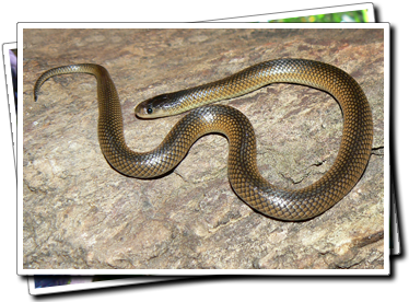 Carpentaria Whip Snake